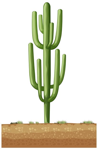 Cactus vert isolé pour la décoration