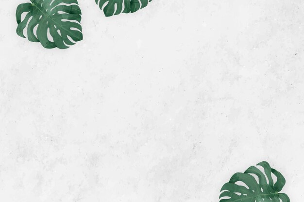 Cadre de feuilles de monstera vierge