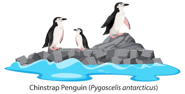 Caricature De Pingouin à Jugulaire Sur Le Rocher