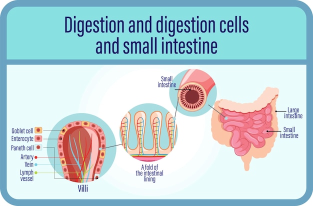 Cellules De Digestion Et De Digestion Et Intestin Grêle