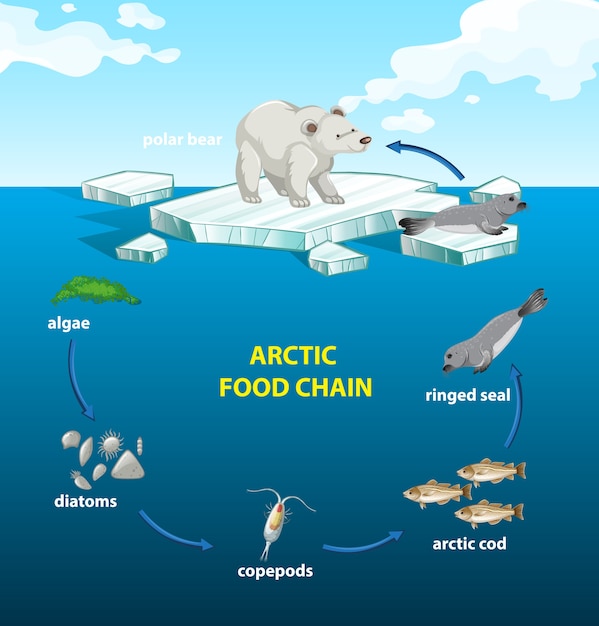 Vecteur gratuit cercle de la chaîne alimentaire arctique