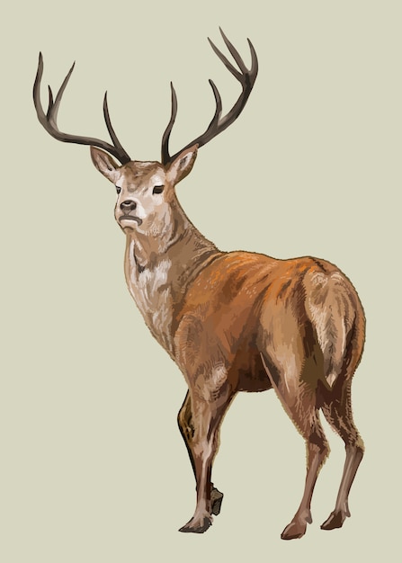 Cerf dessiné à la main