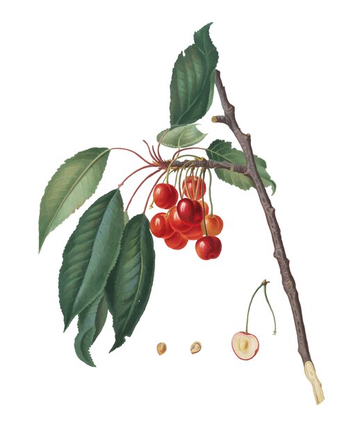 Cerise de Pomona Italiana illustration