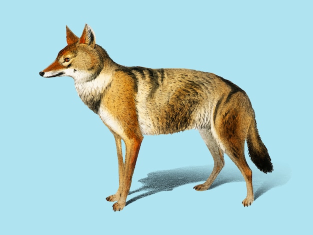 Chacal doré (Canis Aureus) illustré par Charles Dessalines D&#39;Orbigny (1806-1876).