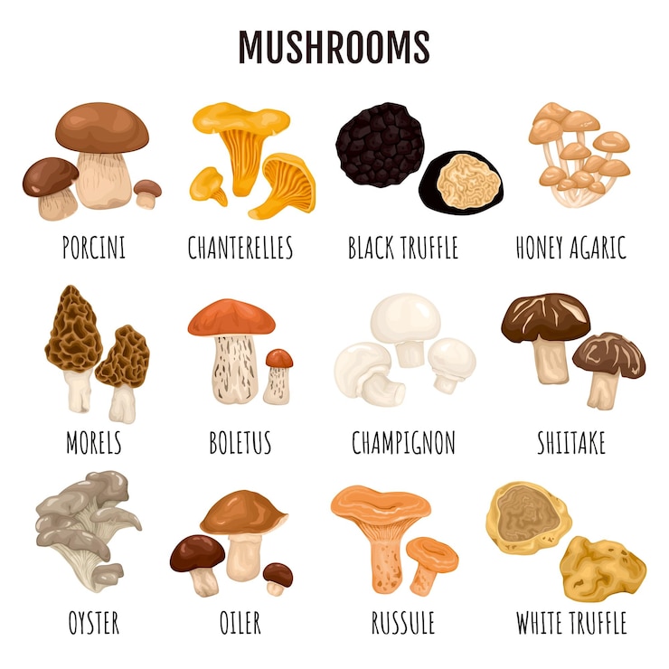 Vecteur gratuit champignons comestibles infographie ensemble de truffe champignon chanterelle cèpes miel agaric morilles boletus russule huître huileur sortes avec légende dessin animé illustration vectorielle