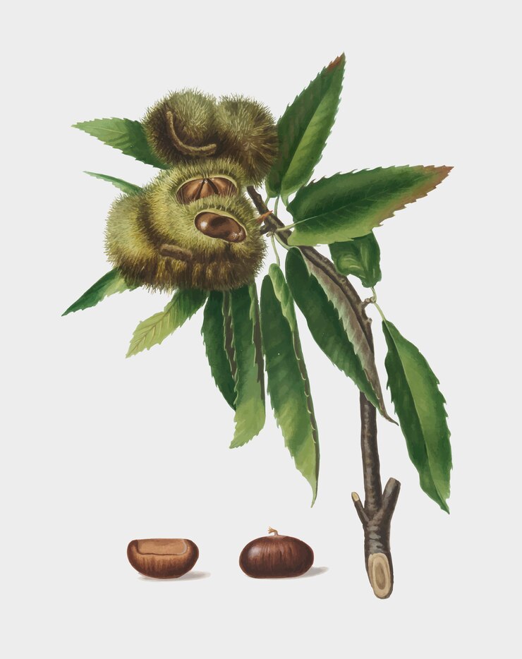 Vecteur gratuit châtaigne d'espagne de pomona italiana illustration