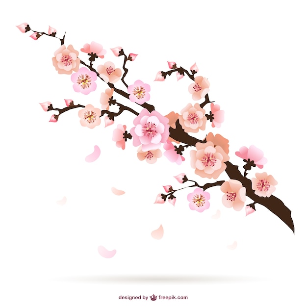 Cherry blossom illustration