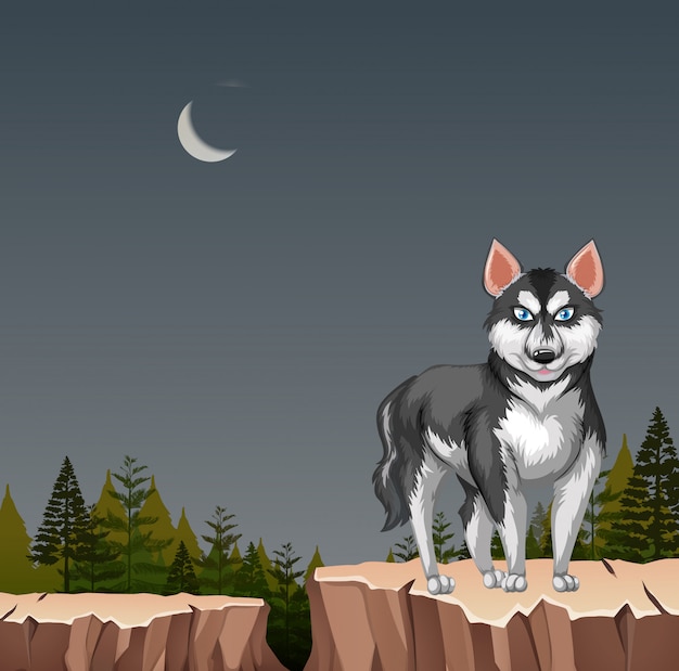 Chien-loup Husky sur la falaise la nuit