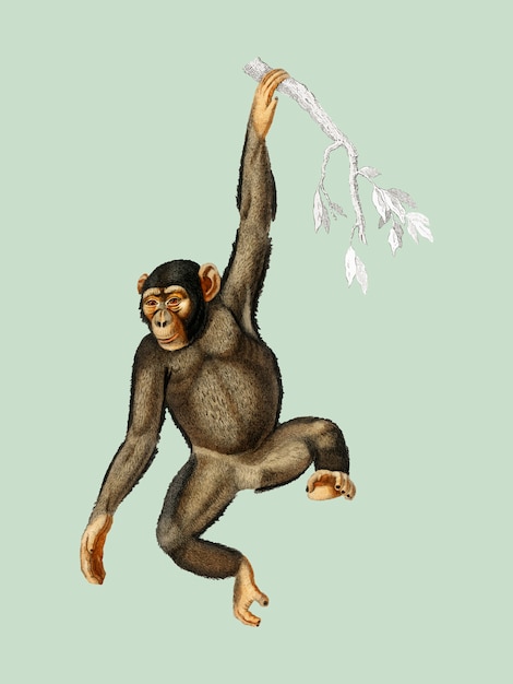 Chimpangze (Chimpanze Troglodyte) illustré par Charles Dessalines D&#39;Orbigny (1806-1876).