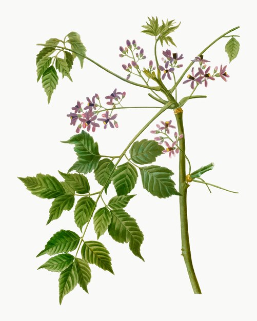 Chinaberry en fleurs