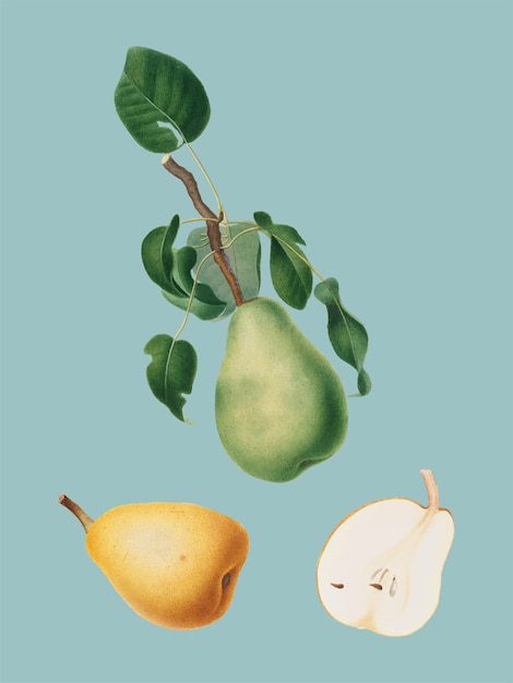 Vecteur gratuit citron d'hiver d'illustration de pomona italiana