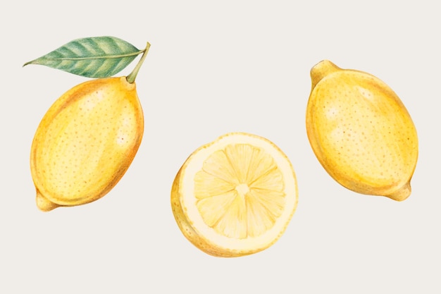 Citrons frais dans un style dessiné à la main