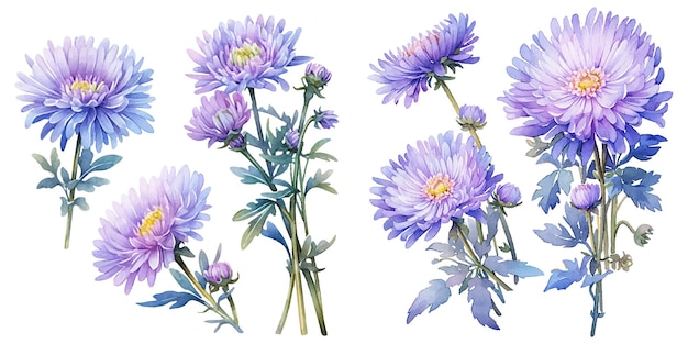 Vecteur gratuit clipart de chrysanthème à aquarelle