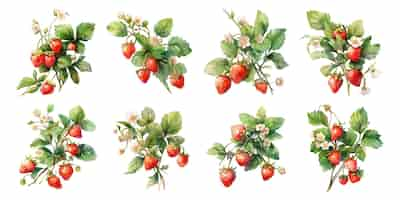 Vecteur gratuit clipart de fraise à l'aquarelle