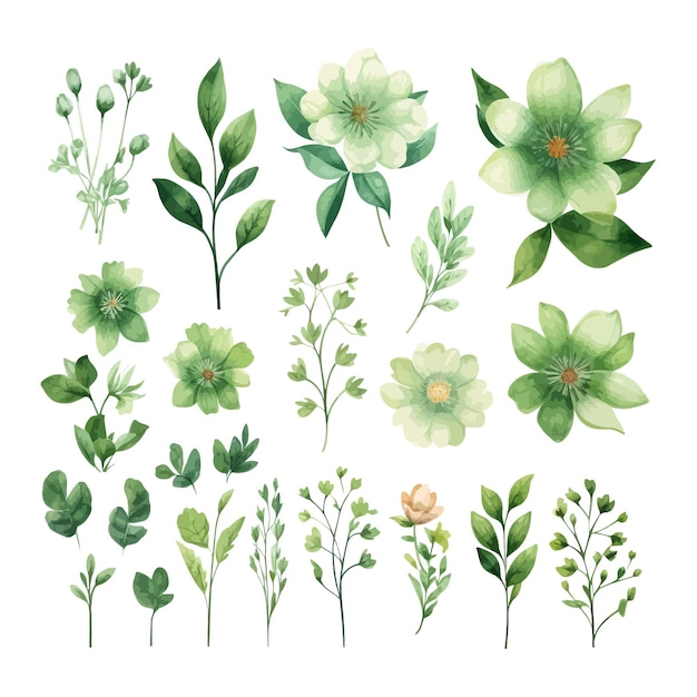 Clipart D'illustration De Feuilles Florales Aquarelle Dessinés à La Main