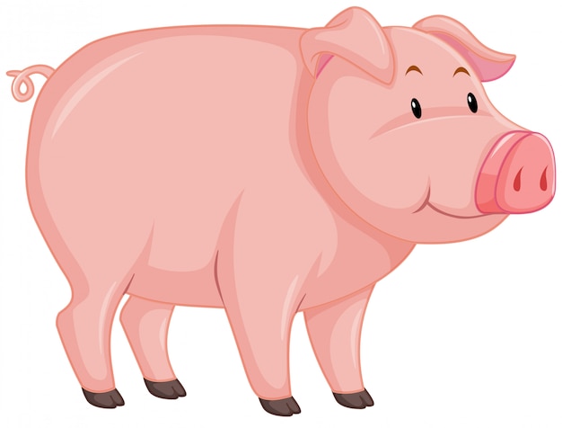 Cochon mignon avec peau rose sur blanc