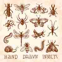 Vecteur gratuit la collecte des insectes dessinés à la main