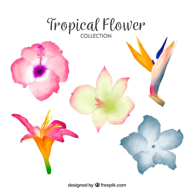 Vecteur gratuit collectio belle fleur aquarelle tropicale