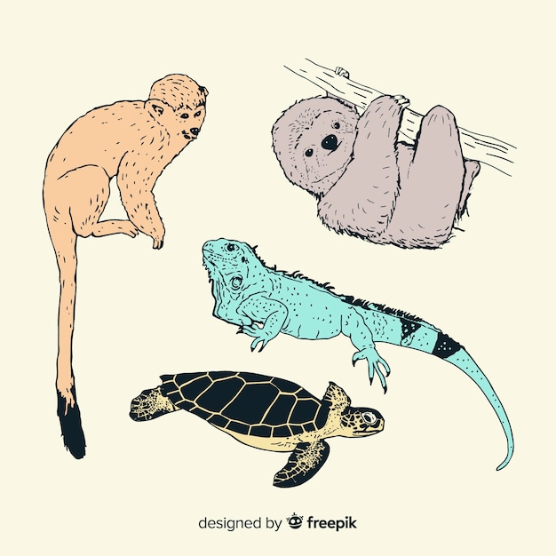 Vecteur gratuit collection d'animaux tropicaux dessinés à la main