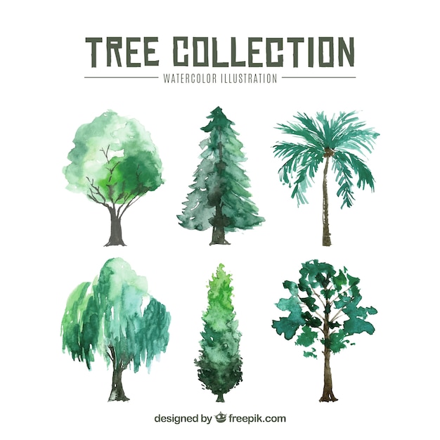 Collection D'arbres Dans Un Style Aquarelle