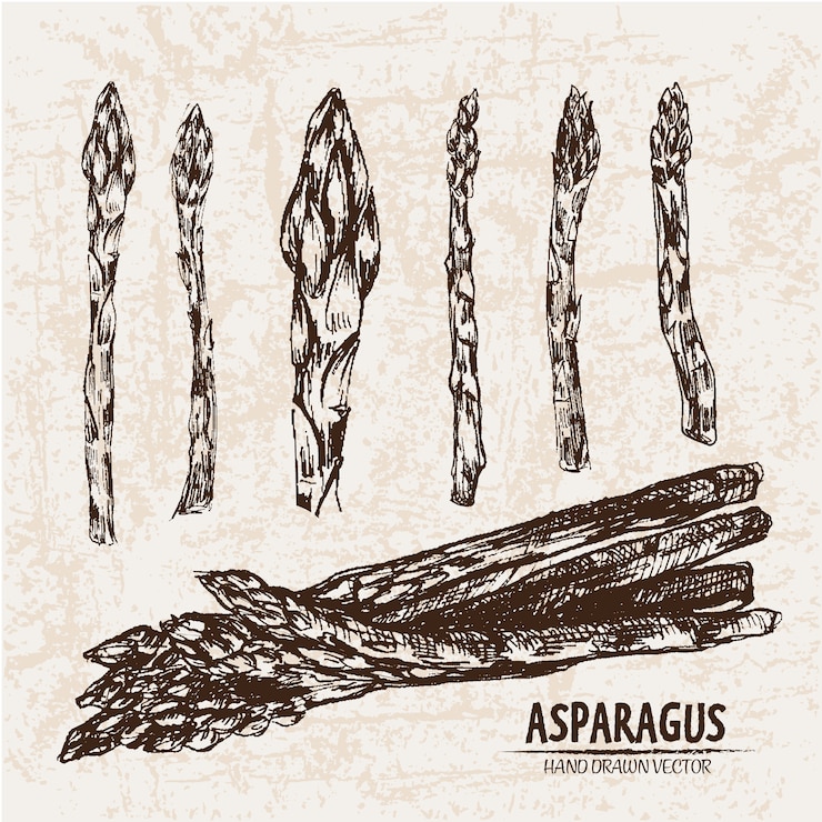 Vecteur gratuit collection d&#39;asperges dessinées à la main