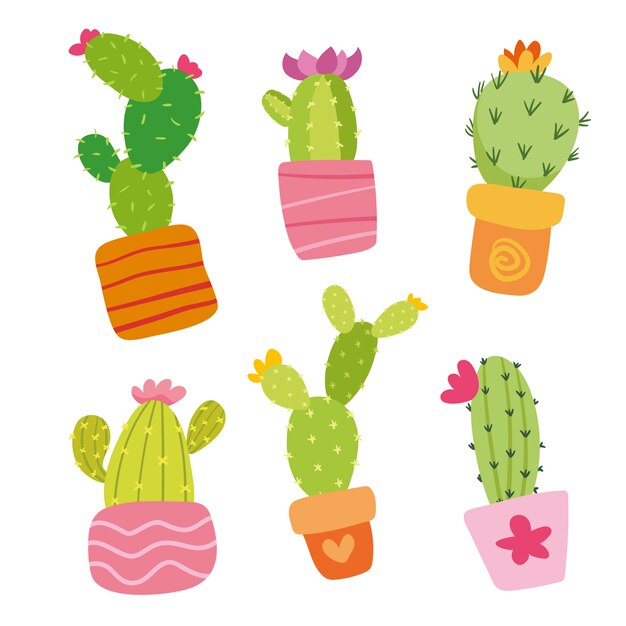 collection de cactus coloré