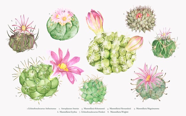 Collection de cactus mammillaria dessinés à la main