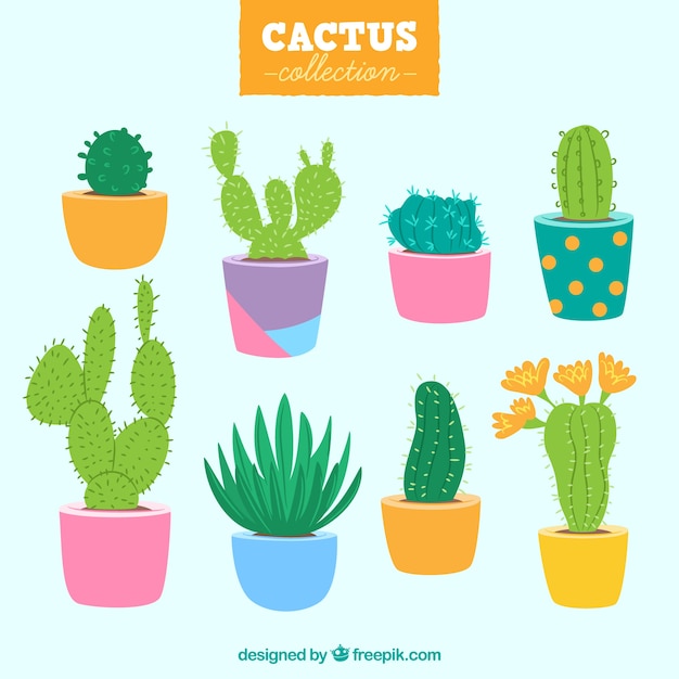 Collection De Cactus Avec Des Pots Colorés