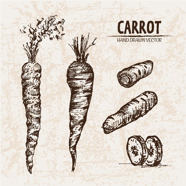 Collection de carottes dessinées à la main