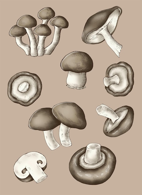 Collection De Champignons Biologiques Frais