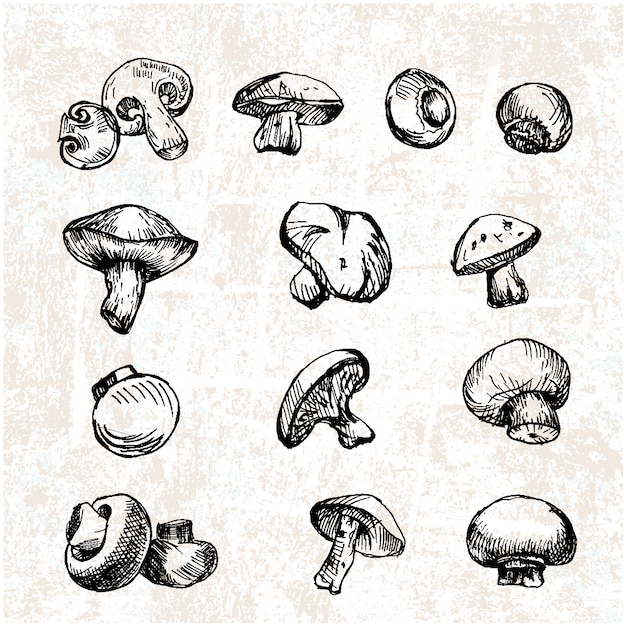 collection de champignons dessinés à la main