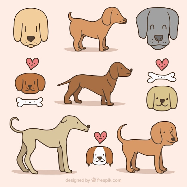 Collection De Chiens Dessinés à La Main Et Les Os