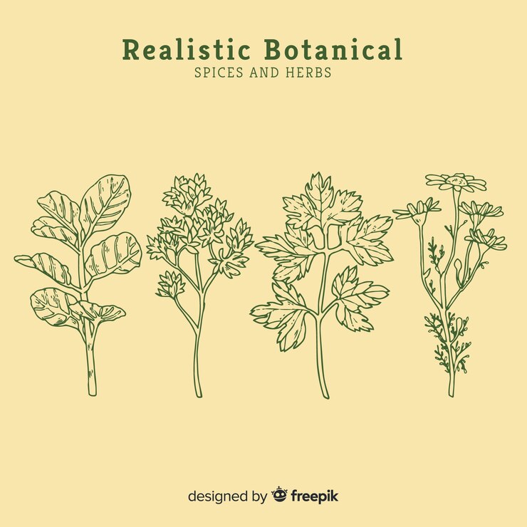 Vecteur gratuit collection de croquis d&#39;épices et d&#39;herbes dessinés à la main réaliste
