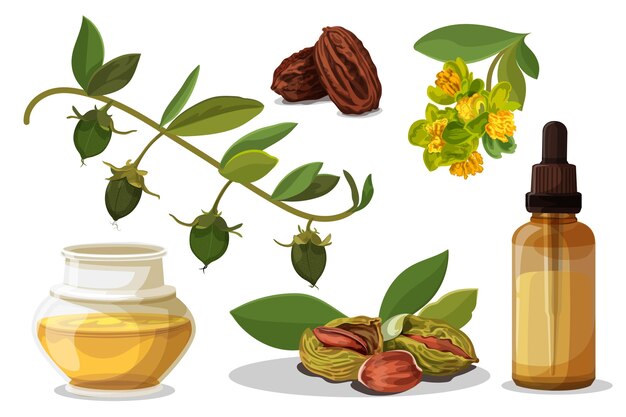 Collection détaillée d'éléments de jojoba