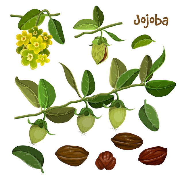 Collection détaillée d'éléments de jojoba