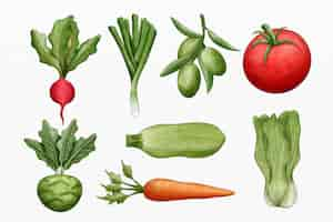 Vecteur gratuit collection de différents légumes illustrés