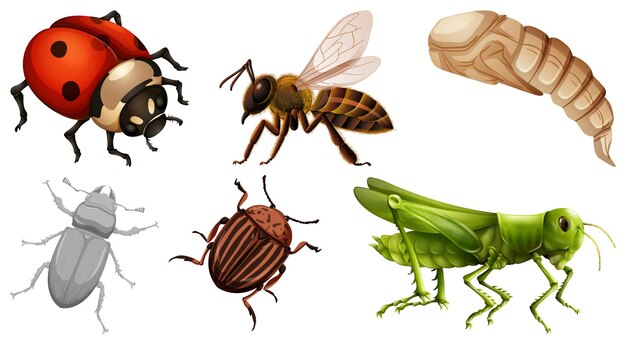 Collection de différents vecteurs d'insectes