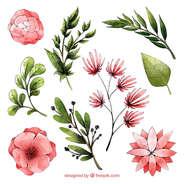 Collection d&#39;éléments floraux aquarelle