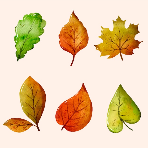 Collection De Feuilles D'aquarelle