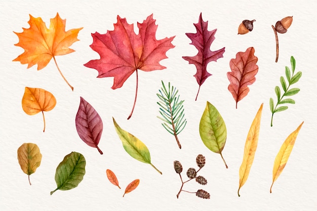 Collection De Feuilles D'automne Aquarelle