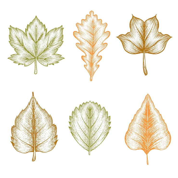 Vecteur gratuit collection de feuilles d'automne dessinées à la main de gravure