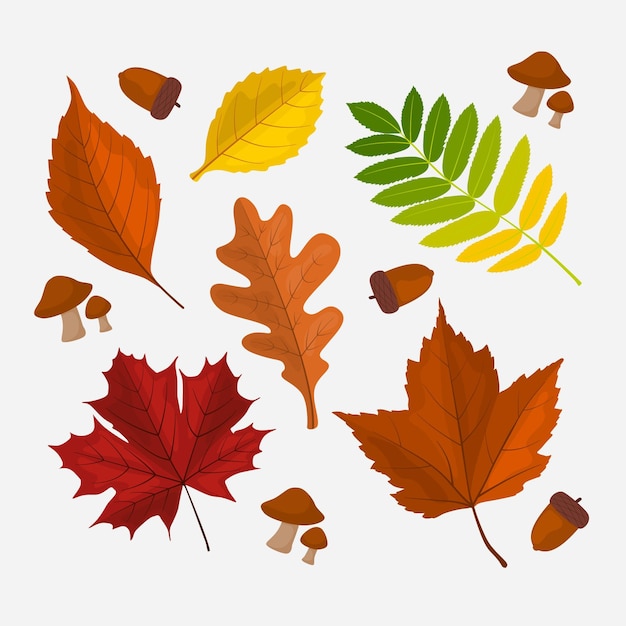 Collection De Feuilles D'automne Plates