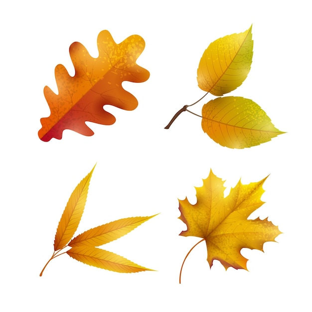 Collection de feuilles d'automne réaliste