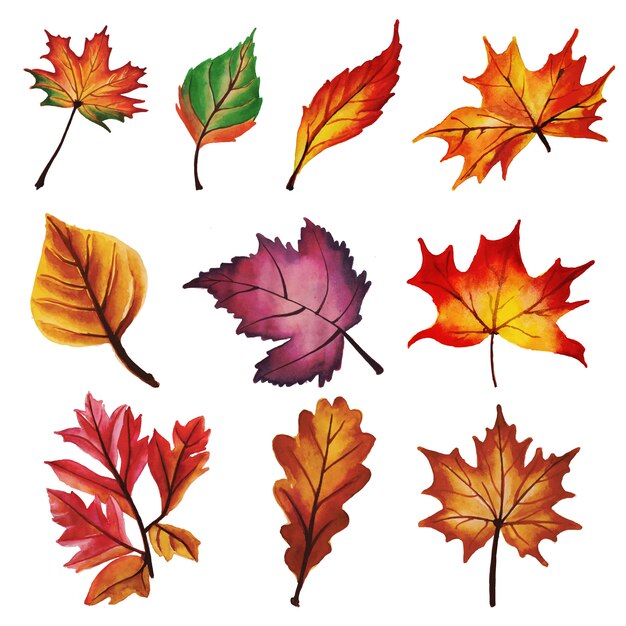 Collection feuilles d&#39;automne