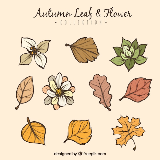 Vecteur gratuit collection des feuilles d'automne