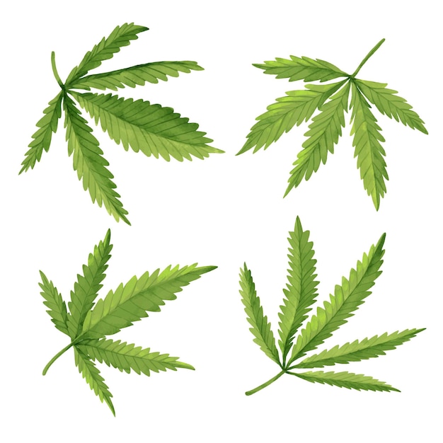 Collection de feuilles de cannabis aquarelle