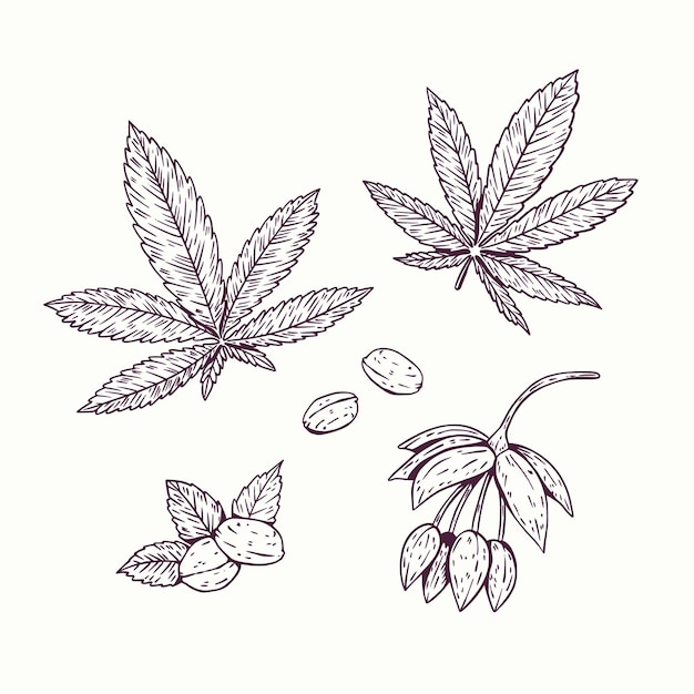 Vecteur gratuit collection de feuilles de cannabis botanique