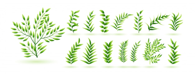 Vecteur gratuit collection de feuilles d'herbes vertes naturelles