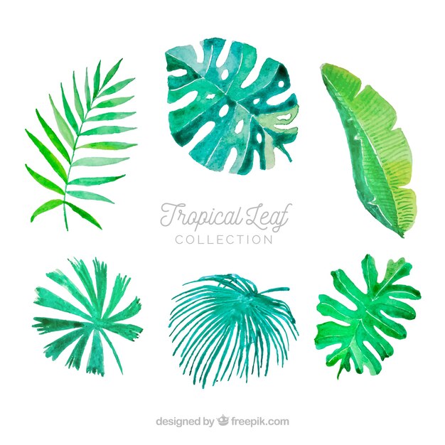 Collection de feuilles tropical aquarelle colorée