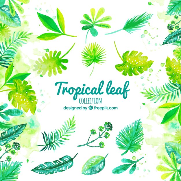 Collection de feuilles tropicales aquarelle classique